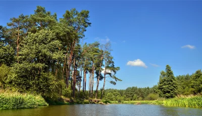 Beautiful Serene Forest River Flowing Through Lush Green Trees Landscape Wallpaper image