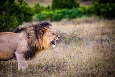 Majestic African lion roaring fiercely in golden savanna grass, teeth bared image