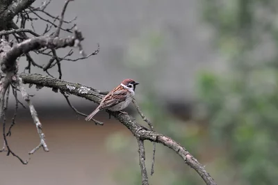 Small Tree Sparrow Perched on Textured Branch with Lichen, Blurred Green Background image