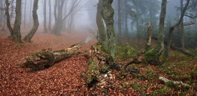 Enchanted Forest Serenity: Misty Autumn Trees and Fallen Leaves image