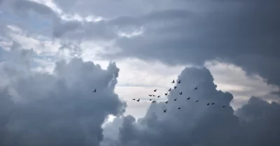 Silhouetted Birds Flying Through Dramatic Overcast Clouds image