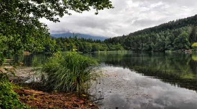 Tranquil Forest Lake with Reeds, Tree Reflections and Overcast Sky image