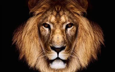 Majestic African Lion Head Portrait with Golden Mane on Dark Background image