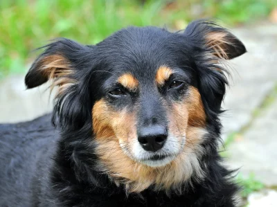 Thoughtful Portrait of a Black and Tan Mixed Breed Dog in a Green Outdoor Setting image