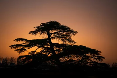 Silhouette of a large cedar tree against a dramatic sunset sky