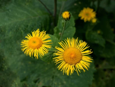 Vibrant Yellow Elecampane Flowers Blooming in Lush Green Foliage image