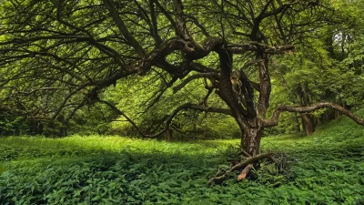 Ancient Gnarled Tree in Lush Green Forest Undergrowth image