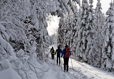 Winter Skiing Adventure: Group Cross-Country Skiing Through Snow-Covered Forest image