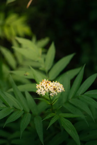 Delicate white elderflower cluster with a tiny insect in flight