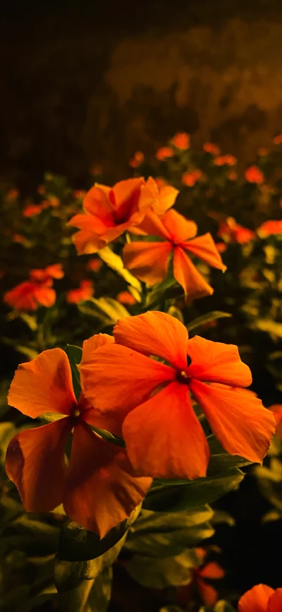 Vibrant Orange Flowers Blooming in Low Light Night Garden Close-up