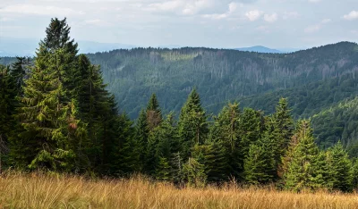 Overcast Mountain Landscape with Golden Grass and Pine Forest image