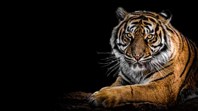 Majestic Bengal Tiger Portrait with Intense Gaze on Black Background image