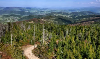Lush Mountain Forest Panorama with Distant Valleys and Pine Trees image