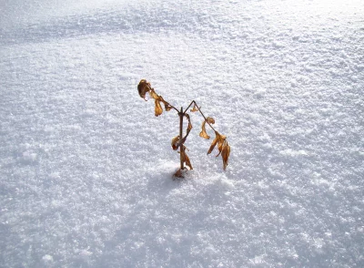 Withered Plant Stems Stand Resilient in Expansive Sparkling White Winter Snow image