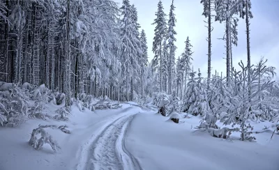 Winter Forest Landscape: Snow-Covered Fir Trees and Winding Trail image