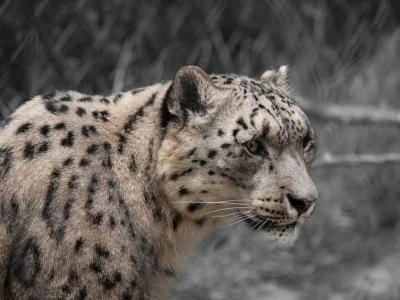 Majestic Snow Leopard Profile Close-up Wildlife Photography image
