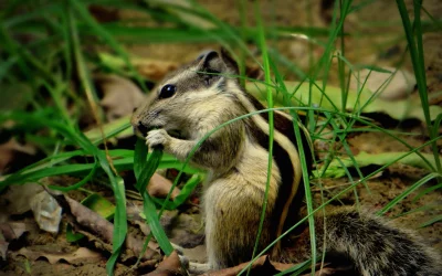 Adorable Indian Palm Squirrel Eating Fresh Green Grass in its Natural Habitat image