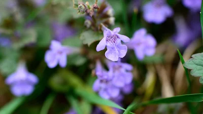 Delicate Purple Flowers with Green Leaves in Spring Macro image