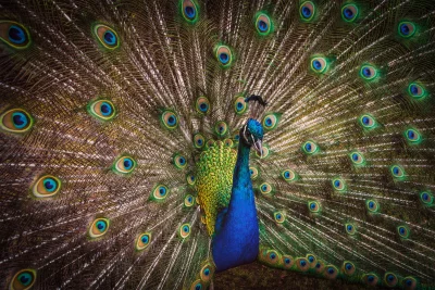 Vibrant Peacock Fanning Its Majestic Tail Feathers in a Stunning Display image