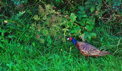 Colorful Male Ring-Necked Pheasant Foraging in Lush Green Grass and Wild Foliage in Natural Habitat image