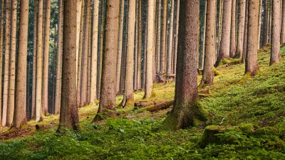 Immersive Deep Forest Trees with Lush Green Undergrowth Cinematic Wallpaper image