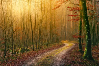Golden Sunlight Illuminating Winding Forest Path in Misty Autumn Woods image