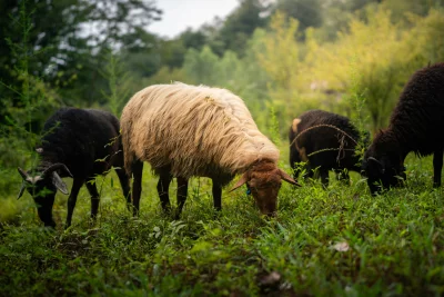 Pastoral Scene: Diverse Sheep Herd Grazing on Lush Green Meadow