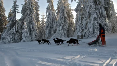 Dynamic Musher and Sled Dogs Racing Through Snowy Winter Forest Trail image