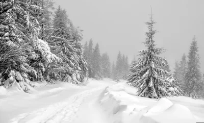 Monochromatic Winter Wonderland Path Through Snow-Covered Pines image