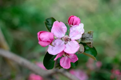 Delicate Pink Apple Blossoms Blooming on a Tree Branch image