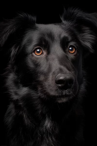 Intense Black Dog Portrait with Soulful Amber Eyes on Dark Background