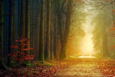 Enchanting Autumn Forest Path with Golden Misty Light and Vibrant Fall Leaves image
