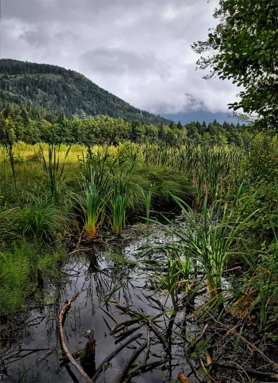 Lush Wetland Marsh with Forested Mountains and Overcast Sky image