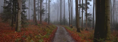 Enigmatic Woodland Trail through Dense Fog and Autumn Foliage image