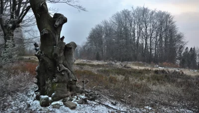 Ancient Tree in Frosty Winter Forest with Snow-Dusted Ground and Bare Branches image