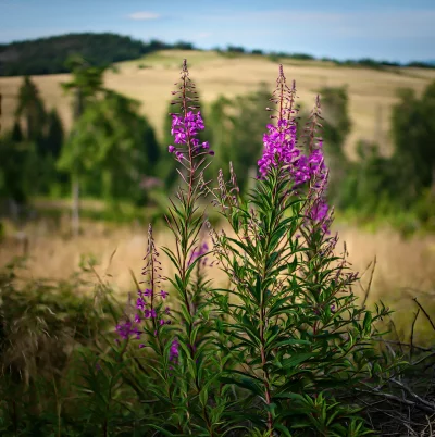 Vibrant Purple Fireweed Wildflowers in Summer Mountain Landscape image