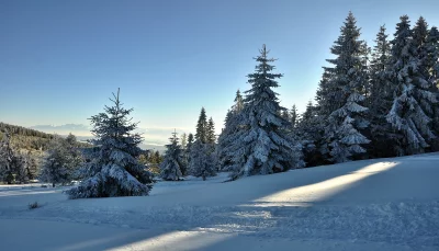 Sunlit Winter Forest Landscape with Snow-Covered Fir Trees and Distant Mountains image