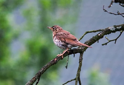 Song Thrush Perched on Textured Branch in Lush Green Forest Environment image