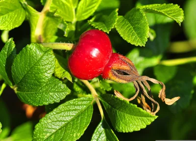 Vibrant Red Rosehip Fruit with Lush Green Leaves on a Wild Rose Bush image