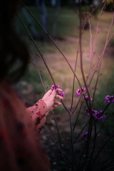 Hand gently touches delicate purple spring blossoms on a tree branch