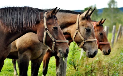 Three Brown Horses with Halters Grazing Peacefully in a Vibrant Green Rural Pasture image