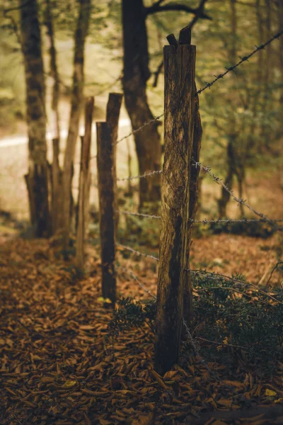 Rustic Barbed Wire Fence Autumn Forest