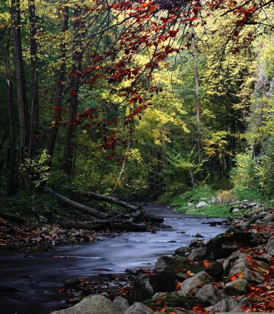 Vibrant Autumn Forest Stream with Colorful Leaves and Rocky Banks image