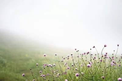 Misty Meadow with Blooming Thistle Flowers