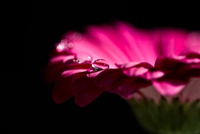 Pink Gerbera Daisy Petal Macro with Sparkling Water Droplets on Dark Background image