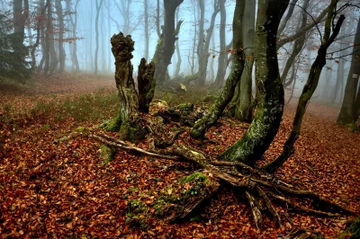Misty Autumn Forest Wallpaper Mystical Woodland Scene Cinematic Nature Ambiance image