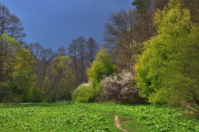 Vibrant Spring Meadow Landscape with Forest Edge Path and Fresh Green Foliage image