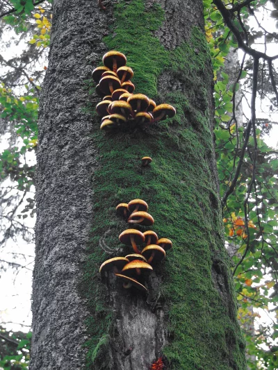 Wild Mushrooms Clustered on Mossy Tree Bark in Woodland Environment image