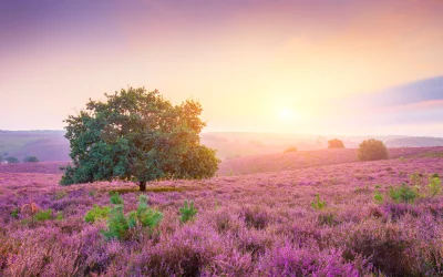 Stunning Sunrise Over Vast Purple Heather Field with Solitary Oak Tree image