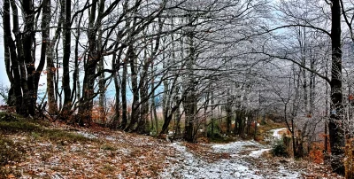 Frosty winter woodland with bare trees and snowy path through fallen leaves image